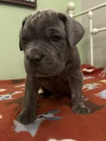 Blue girl, a female Cane Corso for sale in Cassville, MO – Photo 1 of 4