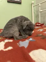 Blue girl, a female Cane Corso for sale in Cassville, MO – Photo 4 of 4