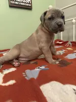 brown girl, a female Cane Corso for sale in Cassville, MO – Photo 3 of 3