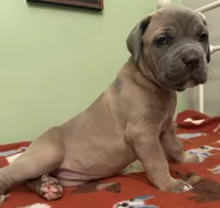 brown girl, a female Cane Corso for sale in Cassville, MO – Photo 1 of 3