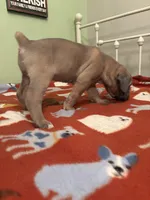 brown girl, a female Cane Corso for sale in Cassville, MO – Photo 2 of 3