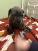 Red girl , a female Cane Corso for sale in Cassville, MO – Photo 2 of 4