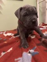 Red girl , a female Cane Corso for sale in Cassville, MO – Photo 4 of 4