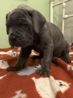 Red girl , a female Cane Corso for sale in Cassville, MO – Photo 1 of 4