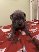 Red girl , a female Cane Corso for sale in Cassville, MO – Photo 3 of 4