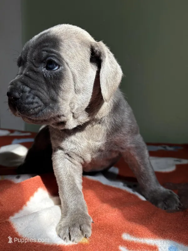 blue boy – Cane Corso puppy for sale in Cassville, MO