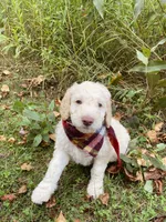 Arlo, a male Goldendoodle for sale in Carlton, MN – 10 of 10