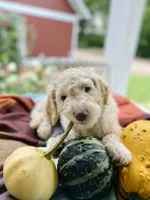 Arlo, a male Goldendoodle for sale in Carlton, MN – 5 of 10