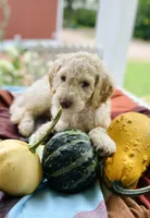 Arlo, a male Goldendoodle for sale in Carlton, MN – 3 of 10