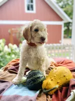 Arlo, a male Goldendoodle for sale in Carlton, MN – 4 of 10