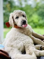 Shepherd , a male Goldendoodle for sale in Carlton, MN – 4 of 10