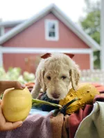 Arlo, a male Goldendoodle for sale in Carlton, MN – 6 of 10