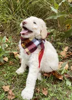 Arlo, a male Goldendoodle for sale in Carlton, MN – 8 of 10
