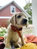 Shepherd , a male Goldendoodle for sale in Carlton, MN – 7 of 10
