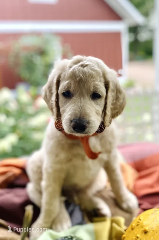 Shepherd  – Goldendoodle puppy for sale in Carlton, MN