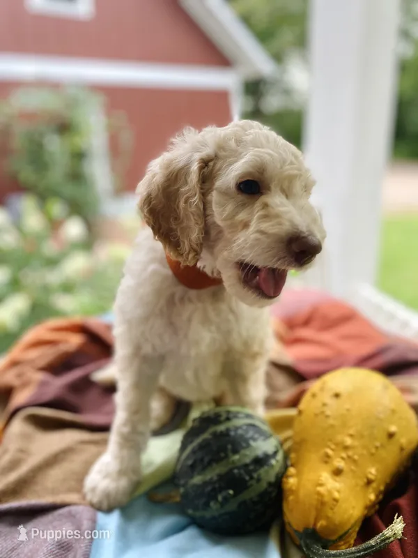 Arlo – Goldendoodle puppy for sale in Carlton, MN