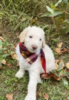 Arlo, a male Goldendoodle for sale in Carlton, MN – 7 of 10
