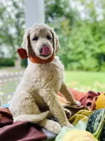 Shepherd , a male Goldendoodle for sale in Carlton, MN – 6 of 10