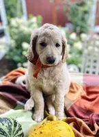 Shepherd , a male Goldendoodle for sale in Carlton, MN – 3 of 10
