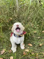 Arlo, a male Goldendoodle for sale in Carlton, MN – 9 of 10