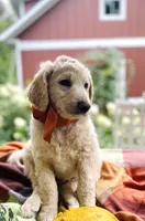 Shepherd , a male Goldendoodle for sale in Carlton, MN – 2 of 10