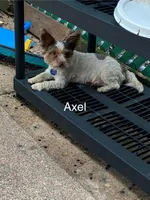 Axel, a male Biewer for sale in Philadelphia, PA – 1 of 3