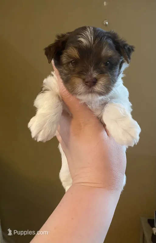 Junior, a male Biewer for sale in Philadelphia, PA – 1 of 5