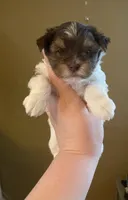 Junior, a male Biewer for sale in Philadelphia, PA – 1 of 5