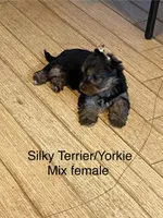 G2, a female Silky Terrier and Yorkshire Terrier for sale in Philadelphia, PA – Photo 2 of 2