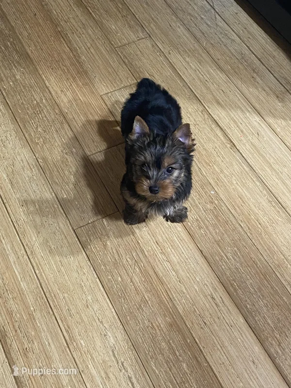 G2 – Silky Terrier, Yorkshire Terrier puppy for sale in Philadelphia, PA