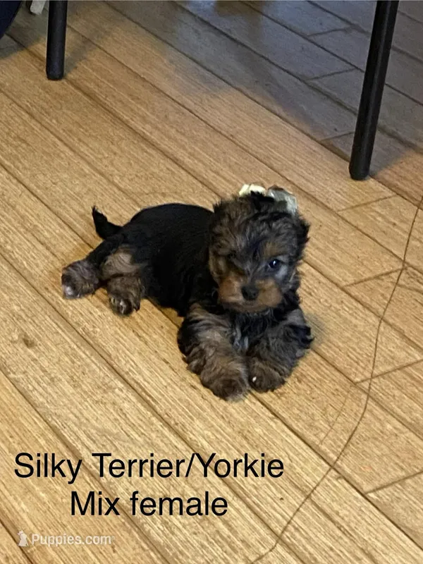 G2 – Silky Terrier, Yorkshire Terrier puppy for sale in Philadelphia, PA