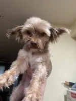 Penny, a female Yorkshire Terrier for sale in Philadelphia, PA – 3 of 6