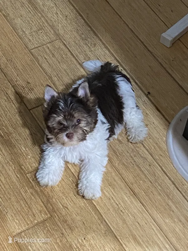 Junior – Biewer puppy for sale in Philadelphia, PA