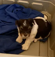 Junior, a male Biewer for sale in Philadelphia, PA – 3 of 5