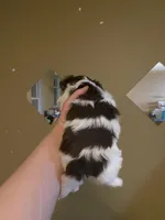 Boy1, a male Yorkshire Terrier for sale in Philadelphia, PA – Photo 2 of 4