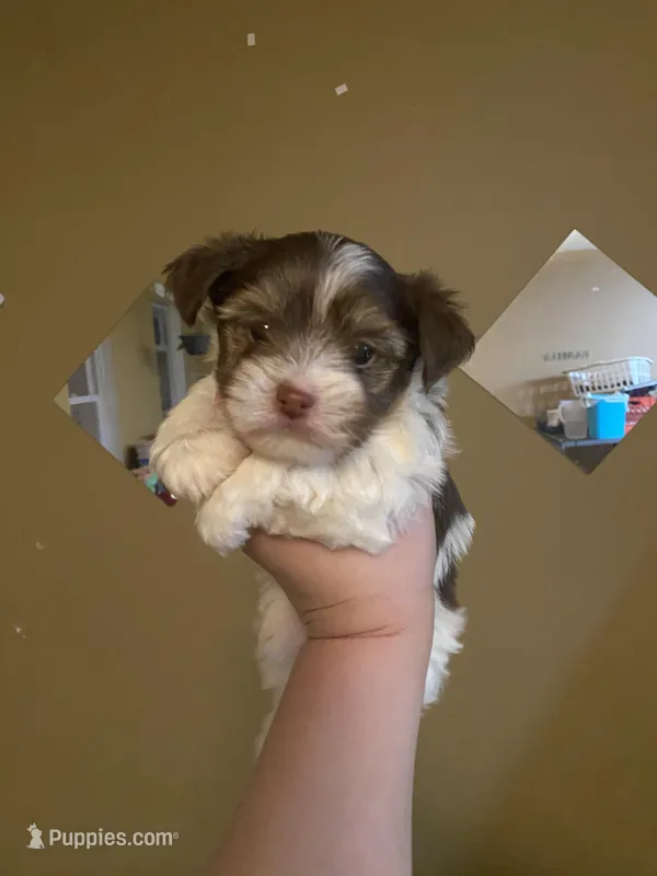 Boy1, a male Yorkshire Terrier for sale in Philadelphia, PA – Photo 1 of 4