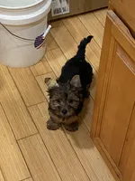 G1, a female Silky Terrier and Yorkshire Terrier for sale in Philadelphia, PA – Photo 2 of 6