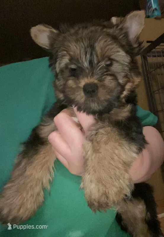G1 – Silky Terrier, Yorkshire Terrier puppy for sale in Philadelphia, PA