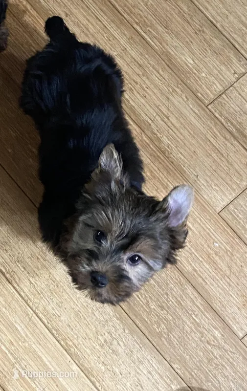 G1 – Silky Terrier, Yorkshire Terrier puppy for sale in Philadelphia, PA