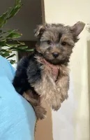 G1, a female Silky Terrier and Yorkshire Terrier for sale in Philadelphia, PA – Photo 4 of 6