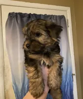 G1, a female Yorkshire Terrier for sale in Philadelphia, PA – Photo 2 of 4