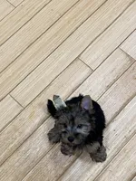 G1, a female Silky Terrier and Yorkshire Terrier for sale in Philadelphia, PA – Photo 6 of 6