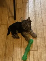 G1, a female Silky Terrier and Yorkshire Terrier for sale in Philadelphia, PA – Photo 5 of 6