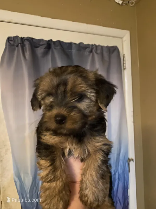 G1 – Yorkshire Terrier puppy for sale in Philadelphia, PA