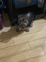 G1, a female Silky Terrier and Yorkshire Terrier for sale in Philadelphia, PA – Photo 3 of 6