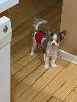 Axel, a male Biewer for sale in Philadelphia, PA – Photo 3 of 3