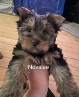 Novalee, a female Silky Terrier and Yorkshire Terrier for sale in Philadelphia, PA – Photo 2 of 9