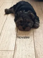 Novalee, a female Silky Terrier and Yorkshire Terrier for sale in Philadelphia, PA – Photo 7 of 9
