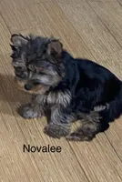 Novalee, a female Silky Terrier and Yorkshire Terrier for sale in Philadelphia, PA – Photo 8 of 9