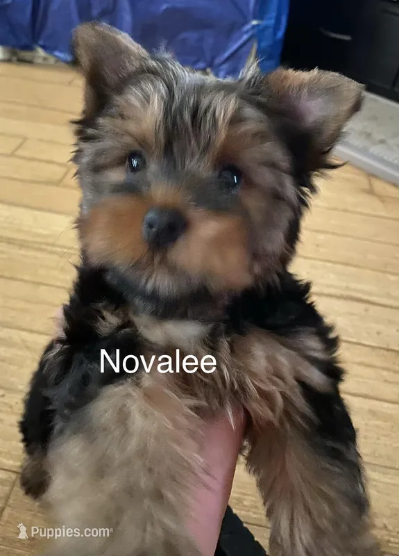 Novalee – Silky Terrier, Yorkshire Terrier puppy for sale in Philadelphia, PA